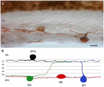 Loss of Melanopsin-Expressing Ganglion Cell Subtypes and Dendritic Degeneration in the Aging Human Retina